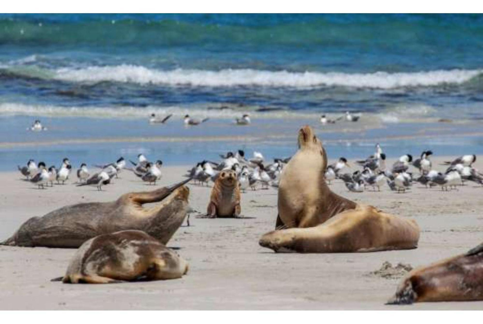 Discovery Parks - Kangaroo Island Flinders Chase Buitenkant foto