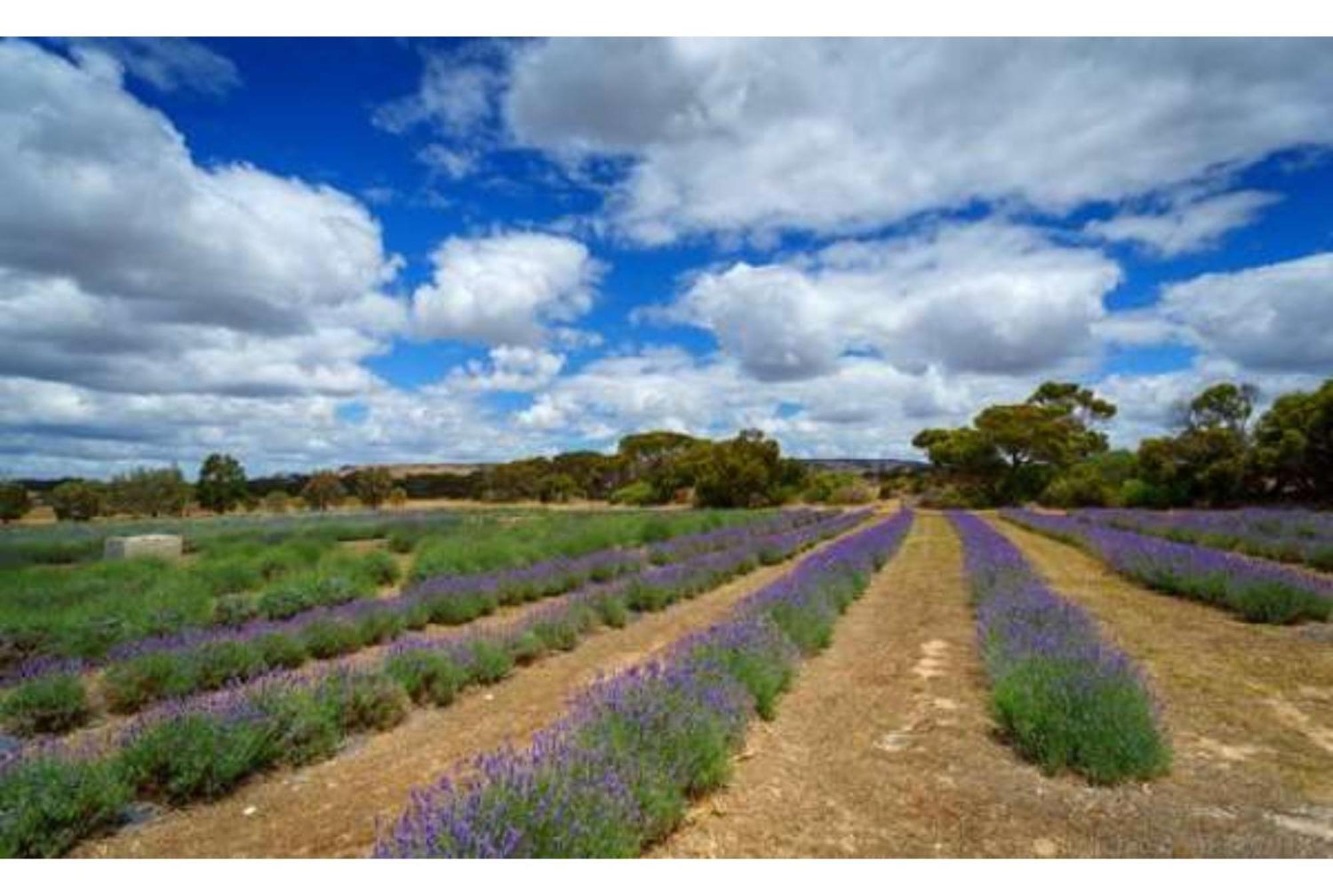 Discovery Parks - Kangaroo Island Flinders Chase Buitenkant foto