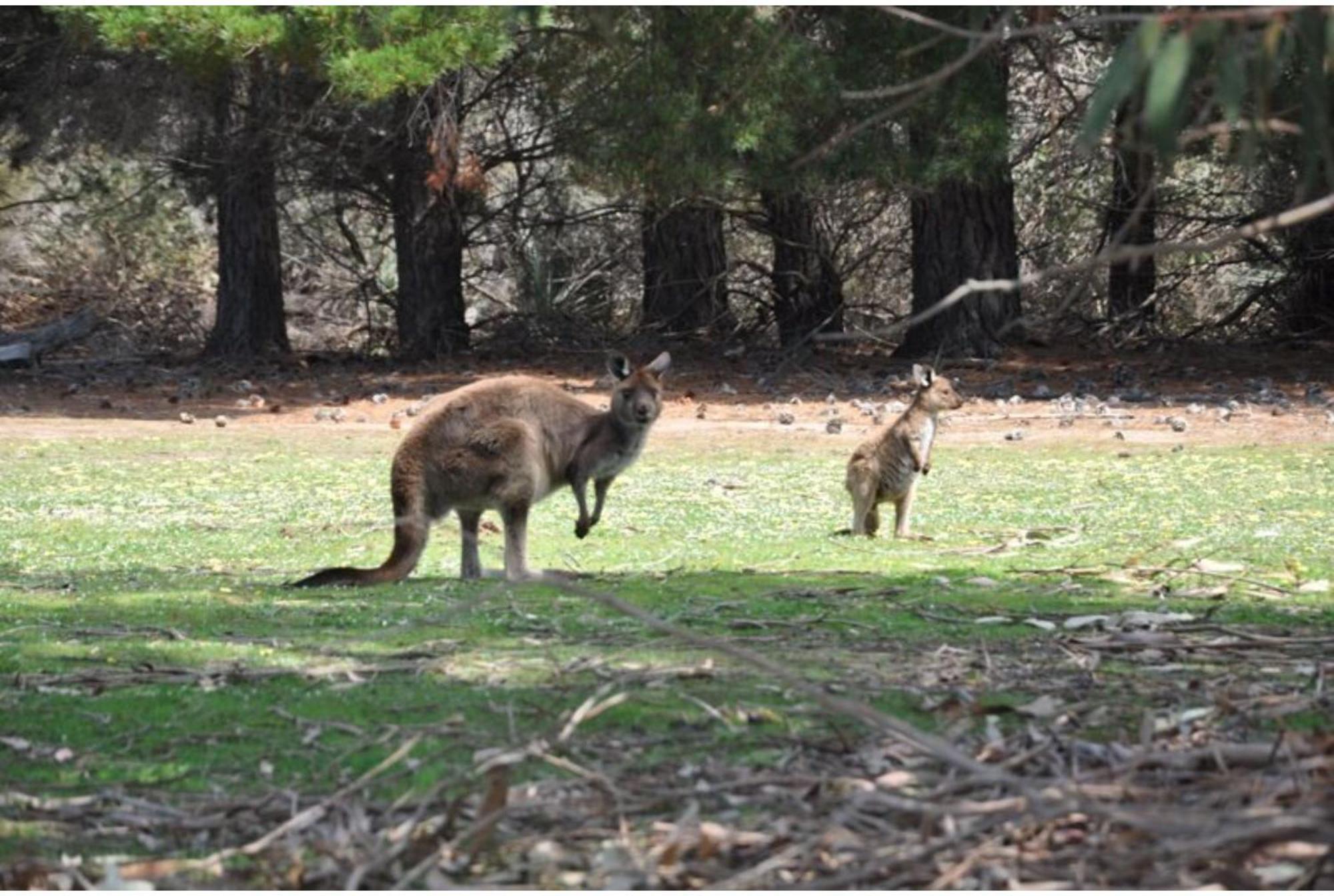 Discovery Parks - Kangaroo Island Flinders Chase Buitenkant foto